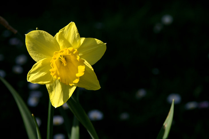 natur, våren, blomst, blomster, Narcissus