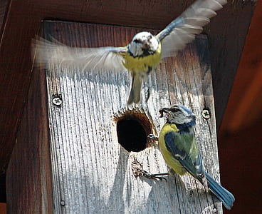 nesting box, blue tit, food, tit, claws out, birds, small bird
