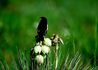 bird, sparrow, lark bunting, male, field, nature, wildlife