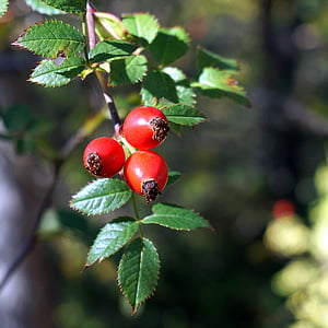 rosehip, red berries, nature, autumn, berry, forest, red