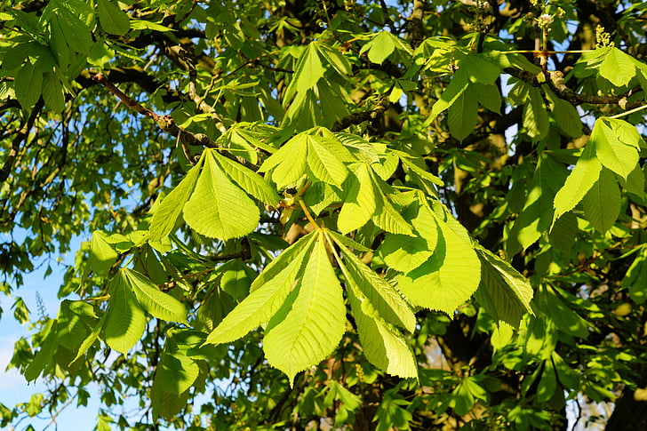 chestnut tree, ordinary rosskastanie, branches, leaves, shades of green, all, at the beginning