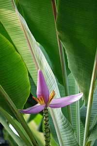 purpura pumpuru banānu, 蓮 ziedu banānu, musaceae, puķe, rozā, filiāle