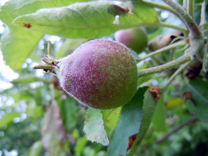 Apple, Apfelbaum, in der Nähe