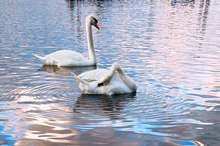 swans, water, two, water bird, late autumn, rhine, bird