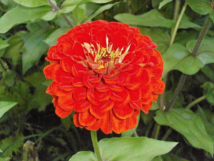 Zinnia elegans, Zinnia, punaiset kukat