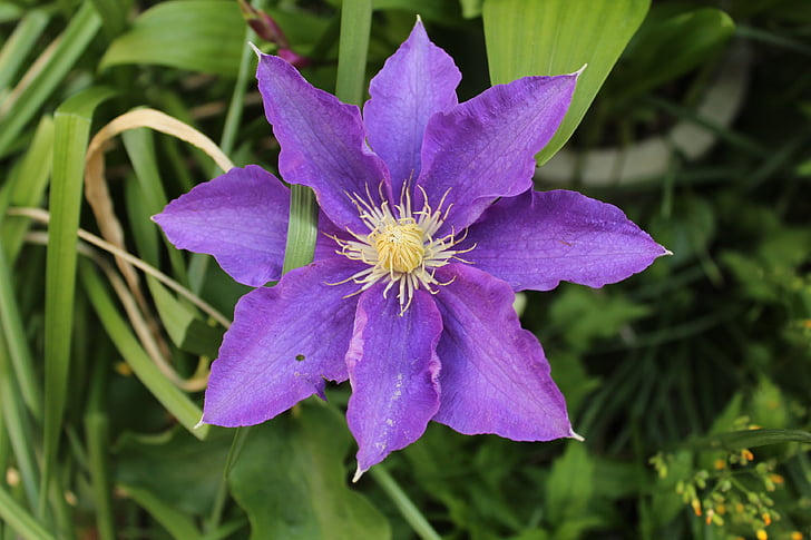 Purple, fleur, XIe