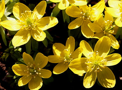 Hoa, blueen, mùa đông linge, màu vàng, sáng sủa, mùa xuân, Các dấu hiệu của mùa xuân