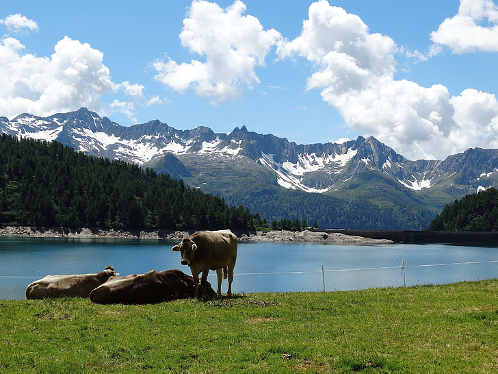 cows, cattle, alm, bergsee, lake, mountains, snow mountains
