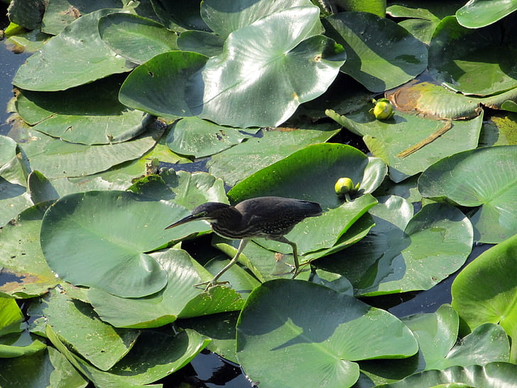 bird, lily pad, walking, pond, water, green, pads