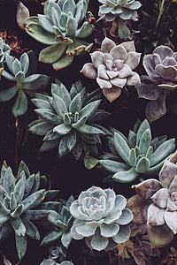 fotogrāfija, zaļa, Violeta, ziedi, botāniskais, augu, sulīgs