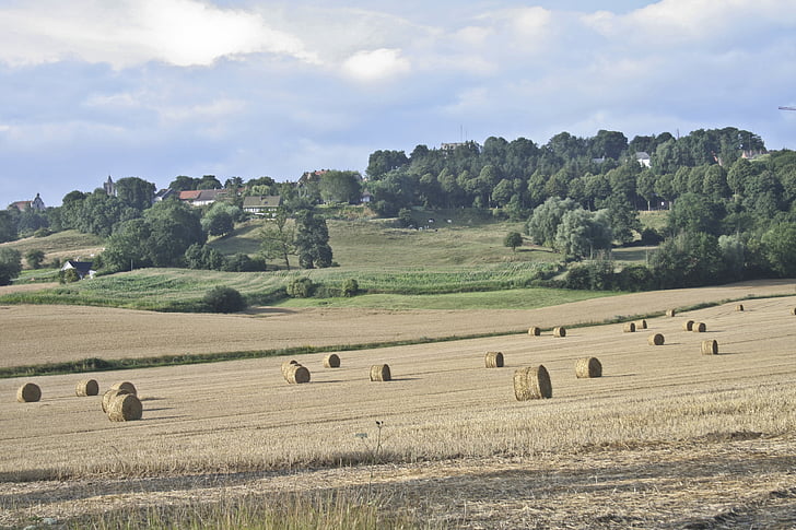 Cassel, France, moisson, Agriculture, paysage, Agriculture, l’Europe