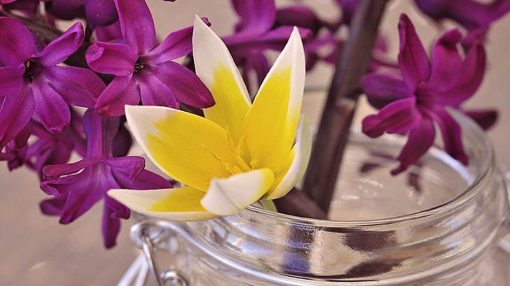 Hyacint, květ, Jarní květina, voňavé, květiny, Malá hvězda Tulipán, žluto bílá
