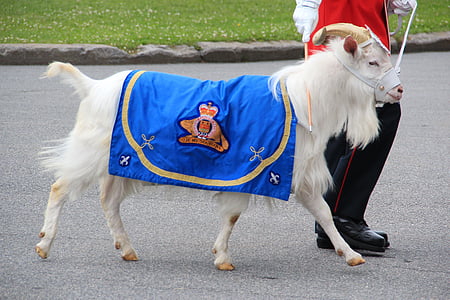 chèvre, mascotte, Canada, militaire, mignon, couverture, symbole du régiment