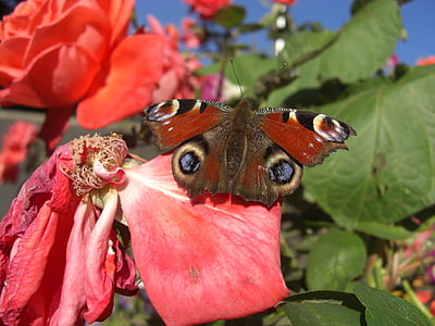 Peacock butterfly, tauriņš, Pāvs, aizveriet