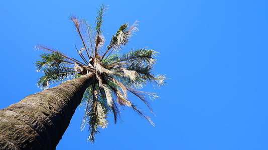 coconut tree, tree, sky, blue, nature, branch, outdoors