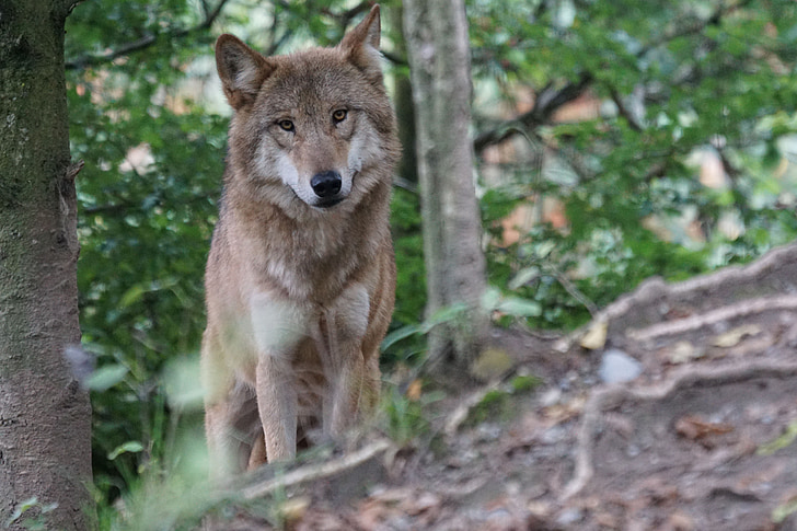 Wolf, europæiske ulv, opmærksomhed, Wildlife, kødædende, dyr, pattedyr