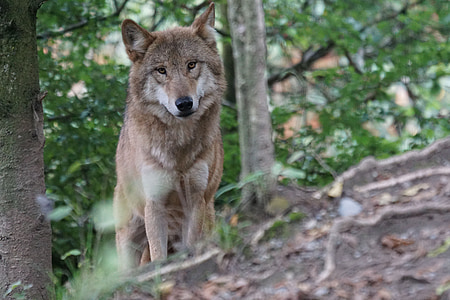 vilkas, Europos vilkas, dėmesio, Laukiniai gyvūnai, Carnivore, gyvūnų, žinduolis