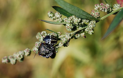 beetle, insect, black, spotted, arthropod, nature