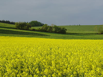 jaune, les colzas, domaine, champ de colza, fleur de colza, été, champs
