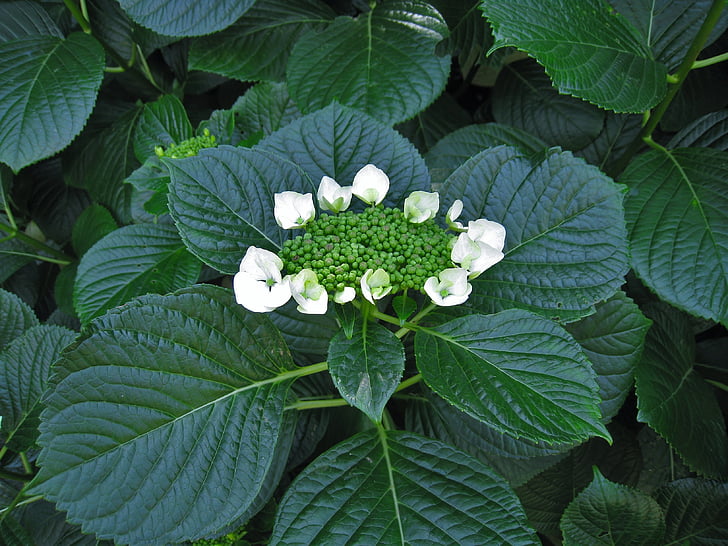 Hortensia, wit, Bud, natuur, blad, plant, zomer