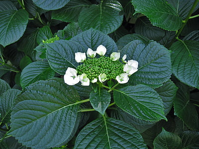 hydrangea, white, bud, nature, leaf, plant, summer
