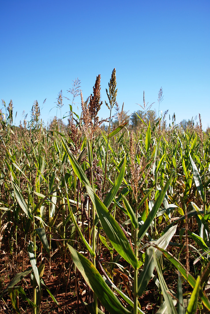 kukurūzų, kukurūzų, ūkio, žemės ūkis, lauko