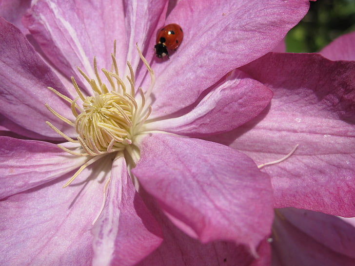 clematis, ladybug, flower, blossom, botany, bug, bloom