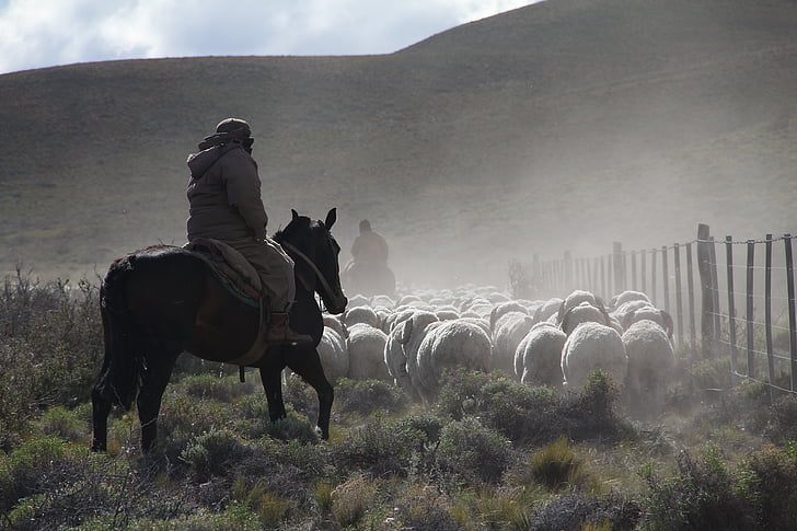 sheep, herding, field