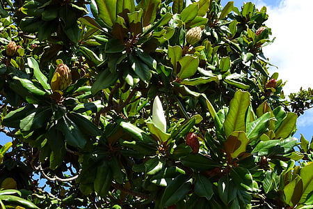 träd, blommande, Magnolia, grandiflora, botanik, universitet, Campus