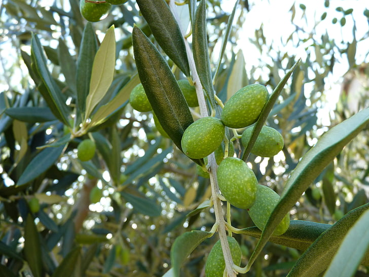 verde-oliva, fechar, verde, olival