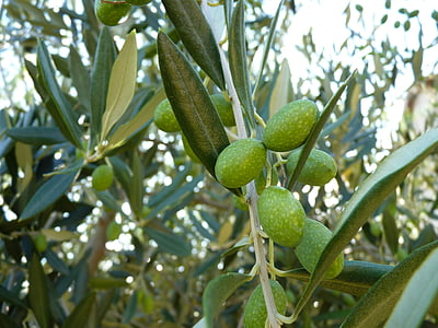 z oliwek, Zamknij, zielony, gaj oliwny