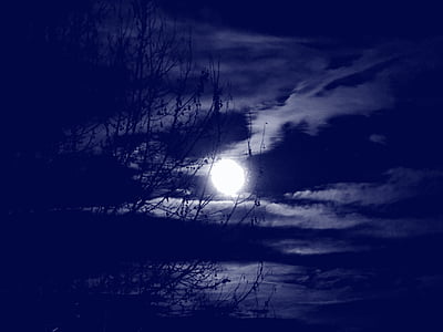 Pełnia księżyca, chmury, oddziały, drzewo, noc, niebo, flary