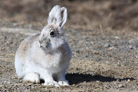 Lebre-ártica, coelho, coelho, ao ar livre, vida selvagem, natureza, Branco