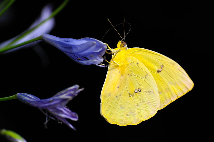 liblikas, putukate, Värviline, looma, tiib, kollane, üks loom