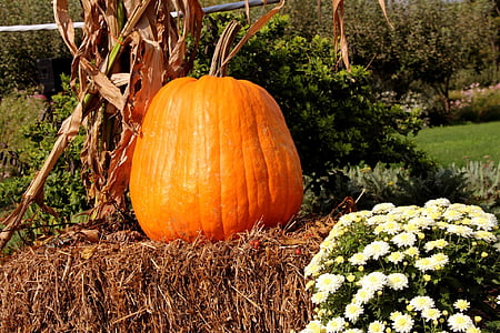 pumpkin, orange, halloween, autumn, fall, hay bale, harvest festival