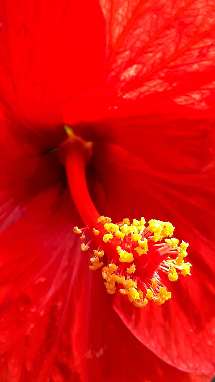 hibiscus, texture, plant, fruit, flower, red, green
