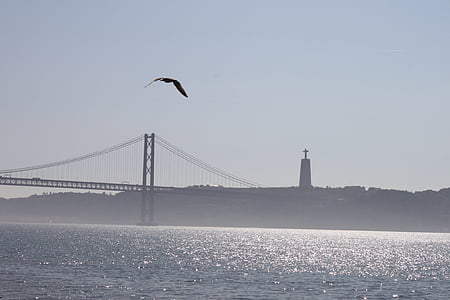 bridge, lisbon, seagull, portugal
