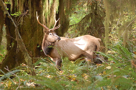 deer, portrait, wildlife, wild, buck, antlers, stag