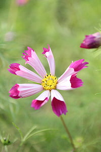 Cosmos blomst, kosmos, Pink, blomst, plante, natur, haven