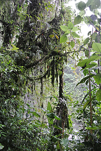 Kostarika, Dažďový prales, vegetácie