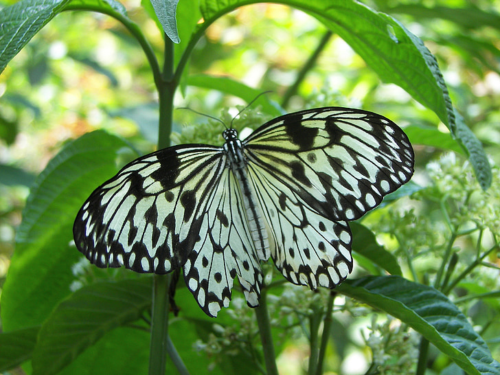 fjäril, Butterfly regnskog, färgglada