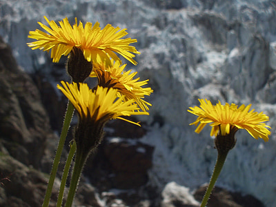 kvet, Alpine, žltá, Mountain flower, rastlín, hory