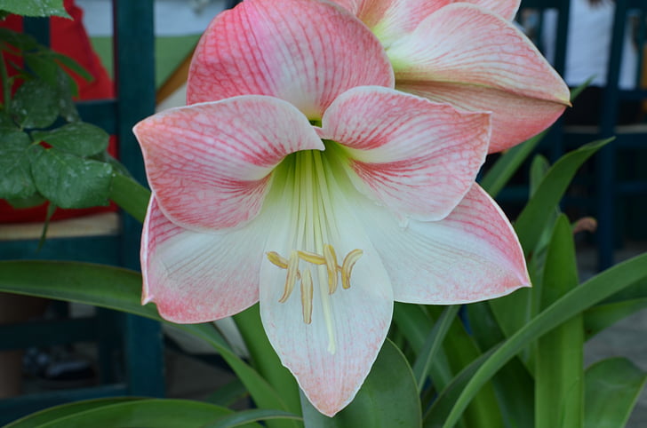 flowers, outdoor, garden, plant, spring
