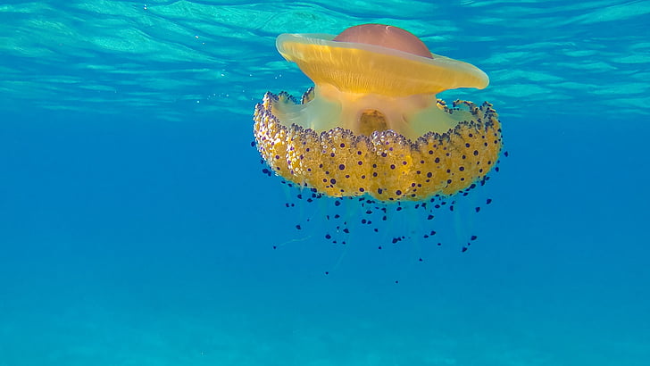 yellow, blue, jellyfish, ocean, sea, water, nature