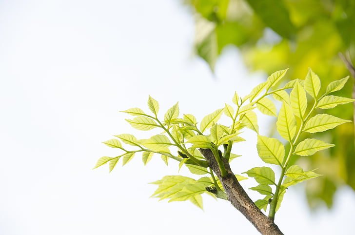 green, green shoots, the leaves, leaf, germination, summer, branch
