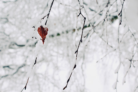 neige, branches, hiver, nature, arbre, froide, Direction générale de la