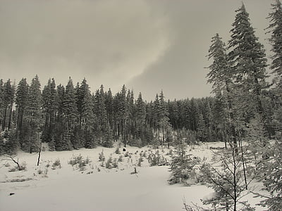 musim dingin, pohon, salju, dingin, embun beku, semangat, Ski