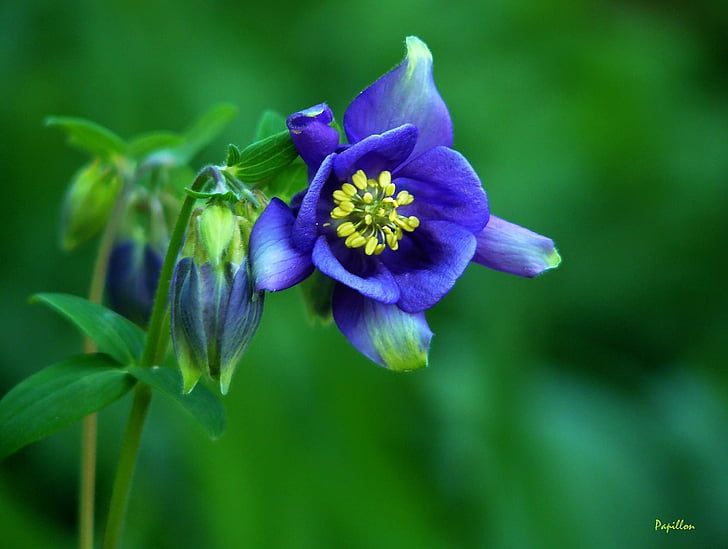 Columbine, Блосъм, Блум, цвете, лилаво, флора, Вайълет