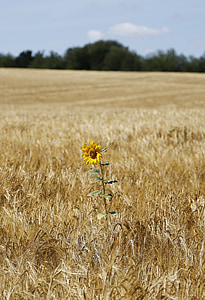 Slunečnice, ječmen, pole, pšenice, zemědělství, semeno, jídlo