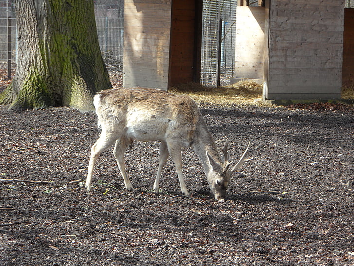 hoang dã, hươu fallow, ngụy trang, Roe deer, Hirsch, động vật, vườn bách thú